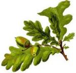 Noc Świętojańska oraz lokalne przysmaki – Dębowej Krainy