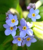 Święto Polskiej Niezapominajki w Białkowie