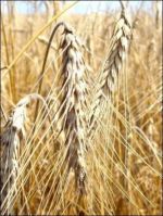 FESTYN DOŻYNKOWY W LUBIATOWIE