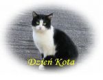 Dzień Kota w Łowęcicach
